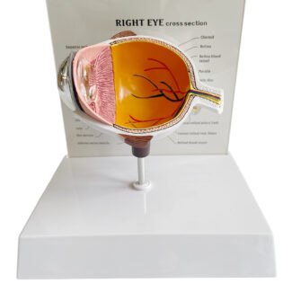 Eyeball Model